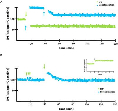 Calcineurin Participation in Hebbian and Homeostatic Plasticity Associated With Extinction